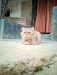 Parsean 3cot female cat